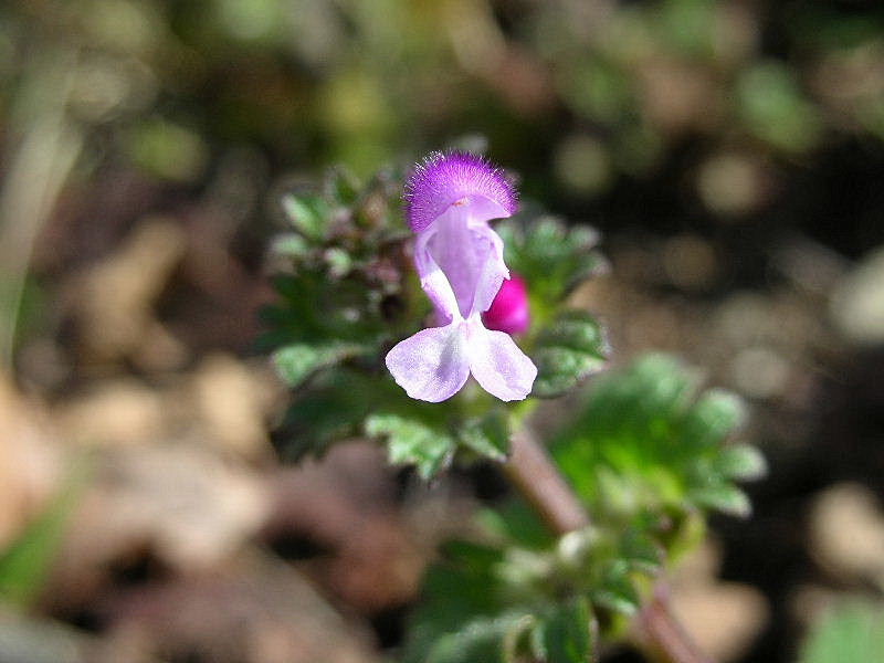 Lamium amplexicaule / Falsa-Ortica reniforme